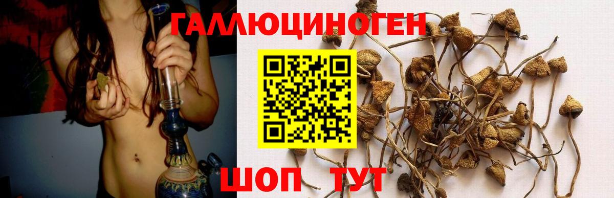 Псилоцибиновые грибы GOLDEN TEACHER  Вход с VPN  Псилоцибиновые грибы мицелий  Новодвинск 